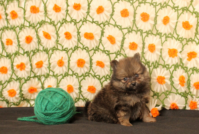 puppy, for, sale, Pomeranian, Matthew B. Stoltzfus, dog, breeder, Gap, PA, dog-breeder, puppy-for-sale, forsale, nearby, find, puppyfind, locator, puppylocator, aca